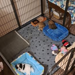 Pomeranian Puppies from Wisco Poms