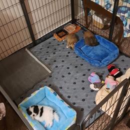 Pomeranian Puppies from Wisco Poms