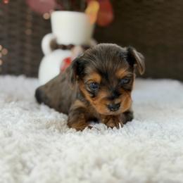 Milo - Merle male Yorkipoo puppy in Hardin, Texas from Oodlesoflildoodles