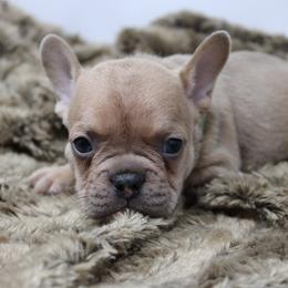 Forest - Blue fawn male French Bulldog puppy in Saucier, Mississippi from Mississippi Sound Frenchies