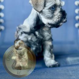 Miniature Schnauzer Puppies from Crown Schnauzers KC