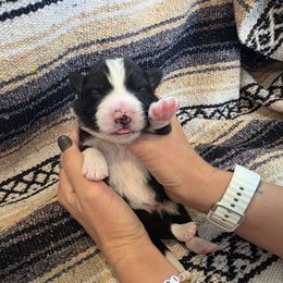 Yellow Boy - Black and white male Border Collie puppy in Ripley, Oklahoma from Adventure5 Border Collies
