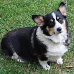 Lady - White and black female Pembroke Welsh Corgi puppy in Woodman, Wisconsin from Mahanaim