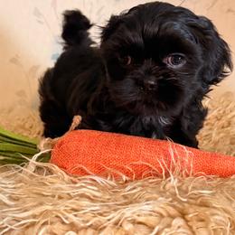 Black boy - Black male Shih Tzu puppy in Hibbing, Minnesota from Iron Range Shih Tzu and Puppies