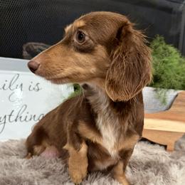 Ivy - Dachshund