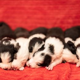 Border Collie Puppies from High Point Border Collies
