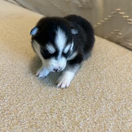 Pomsky Puppies from Pomsky Hills