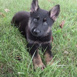 Boy 1 - Black and red German Shepherd puppy in Upland, Indiana from Pinegrove German Shepherds