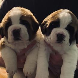 Saint Bernard puppies from Still River Saints