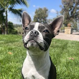 Boston Terriers from Coulombe Boston Terriers