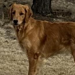 Max - Golden Retriever
