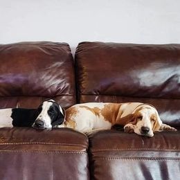 Journey - Black and white female Basset Hound puppy in Surprise, Arizona from Howlin Hounds