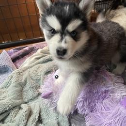 Coco - Black and white female Pomsky puppy in Diamond Lake, Washington from Husky Haven WA