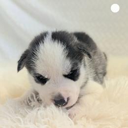 Toby - Gray and white male Siberian Husky puppy in Hebron, Kentucky from Glacier Run Huskies
