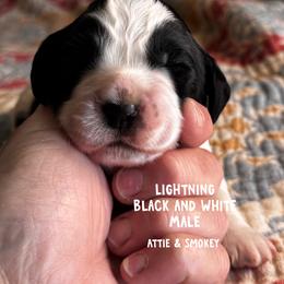 Lightning - Black and white male English Springer Spaniel puppy in Tupalo, Mississippi from Butterfield Trail Farm