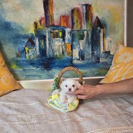 Ronni - White male Maltese puppy in Brooksville, Florida from Vega's Maltese
