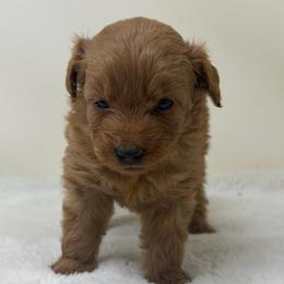 Boy 3 - Red  male Goldendoodle puppy in Haleyville, Alabama from Susan’s Prefurred Doodles
