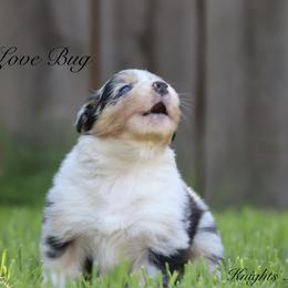 Australian Shepherd Puppies from Knight's Aussies