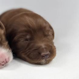 Girl 2 - Red  female Goldendoodle puppy in Milford, Indiana from Railway Acres Kennel