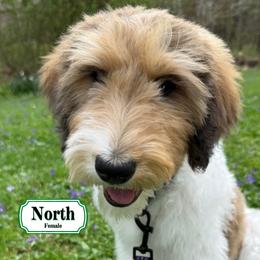 North - In Training - Sable female Bernedoodle puppy in Milan, Indiana from Doodles & Spice