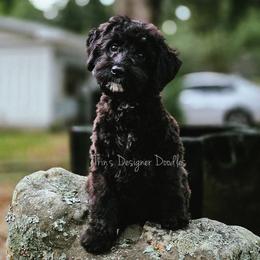 Zora - Black and white female Aussiedoodle puppy in Centreville, Mississippi from Trin's Designer Doodles