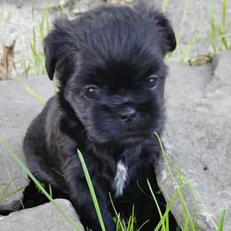 IzzyBelle - Black female Brussels Griffon puppy in Croswell, Michigan from Pine Haven Brussels Griffons LLC