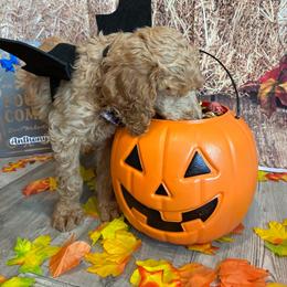 Anthony - Apricot male Poodle puppy in Fountain, Florida from Silva Royale Standard Poodles