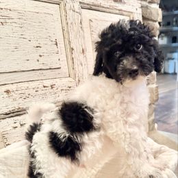 Murray - Labradoodle puppy from Adonai Ra'ah Farms