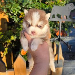 Cute Chocolate Pomsky Boy Both Blue Eyes - Chocolate male Pomsky puppy in Austin, Colorado from Colorado Mini Dachshunds & Mini Pomskies