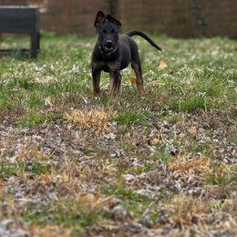 Belgian Malinois and Dutch Shepherd Puppies from Vuurhart Herders