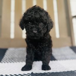 Knight - Black male Goldendoodle puppy in Auburn, Indiana from Martin’s Doodles
