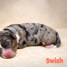 Swish - Blue merle male Bernedoodle puppy in Henry, Illinois from Rowe Farms Doodles