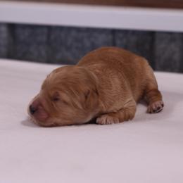 Kirby - Cream male Whoodle puppy in West Bend, Iowa from Blue Skies Terriers