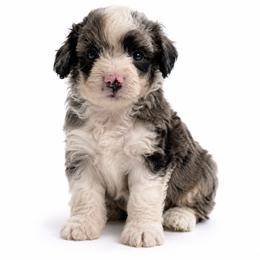 Banks - Blue merle male Aussiedoodle puppy in Louisville, Mississippi from Kristy’s Kennels