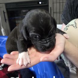 Jack - Black male Great Dane puppy in Rockford, Michigan from Apollo's Great Danes (AGD's)