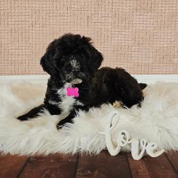 Gidget - Black female Goldendoodle puppy in Guthrie, Oklahoma from Edmond Doodles, LLC