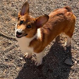 Boy 8 - Sable male Pembroke Welsh Corgi puppy in Surprise, Arizona from Ruff and Rowdy Corgis