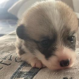 Truffle - Red male Pembroke Welsh Corgi puppy in Griffin, Georgia from Rollnoaks & Cottontail AKC Pembroke Welsh Corgis
