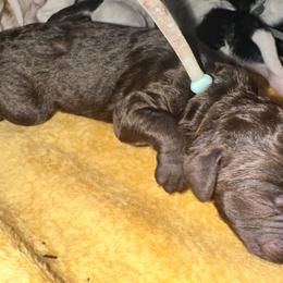 Chewbacca(Chewie) - Brown male Poodle puppy in Prosperity, Pennsylvania from Stelladoodles & Company