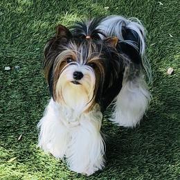Posey - Biewer Terrier