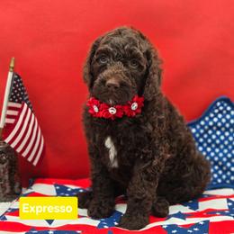 Expresso - Chocolate female Goldendoodle puppy in Summerville, South Carolina from Channys Doodles