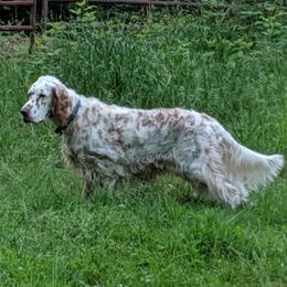 English Setters from BJ's Festivity