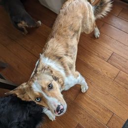 Tully - Border Collie
