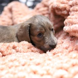 Marshall - Cream male Dachshund puppy in Eaton, Ohio from Miniature Alphas Dachshunds