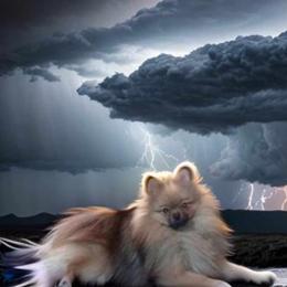 Ace - Pomeranian