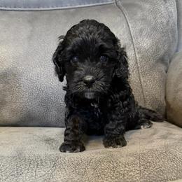 Raven (white chest) - Black female Cockapoo puppy in Colorado Springs, Colorado from Garrett Doodles