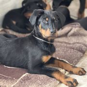 Boy 2 - Beauceron puppy from Shepherd's Heart Beaucerons