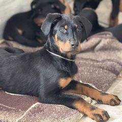 Boy 2 - Beauceron puppy from Shepherd's Heart Beaucerons