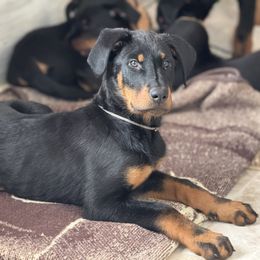 Boy 2 - Beauceron puppy from Shepherd's Heart Beaucerons