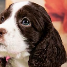 English Springer Spaniels from Superior Springers